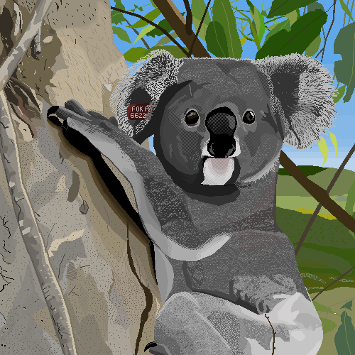 Drawing of a young female koala holding onto a tree and looking to camera. Her eyes are open, her face is alert. A read ear tag is visible in her right ear.